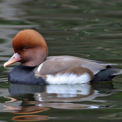 Red-crested Pochard
